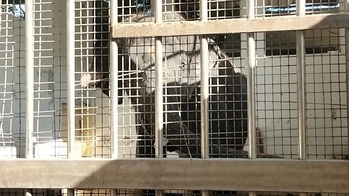 குடிலில் அடைக்கப்பட்டுள்ள தெய்வானை யானை