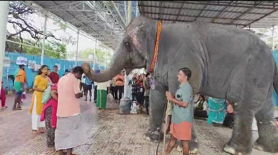 தெய்வானை யானை