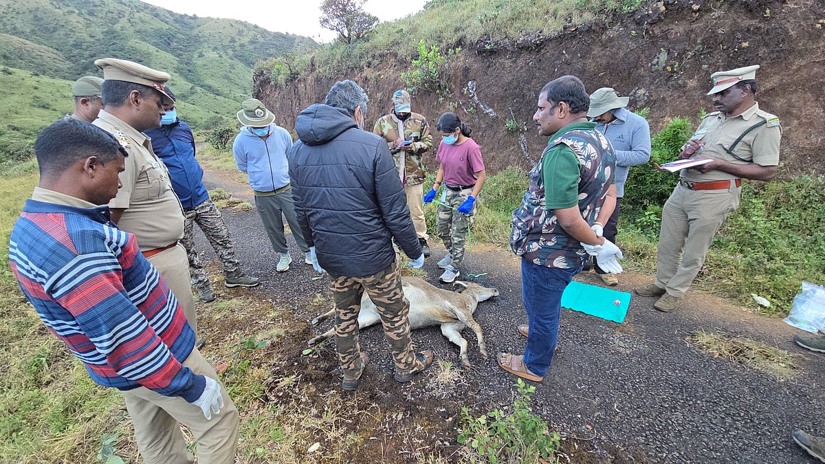 Nilgiri Tahr: ரேடியோ காலர் பொருத்தம்போது உயிரிழந்த வரையாடு; தற்காலிக தடை! - என்ன சொல்கிறது வனத்துறை?