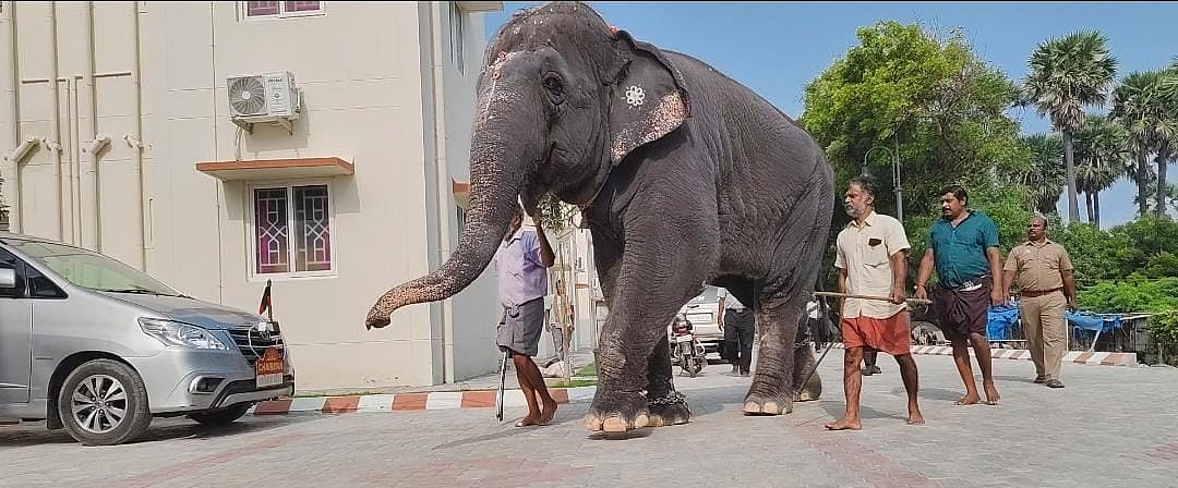 திருச்செந்தூர்: ஒரு மாதத்திற்குப் பிறகு கோயிலை வலம் வந்த தெய்வானை யானை - மகிழ்ச்சியில் பக்தர்கள்!