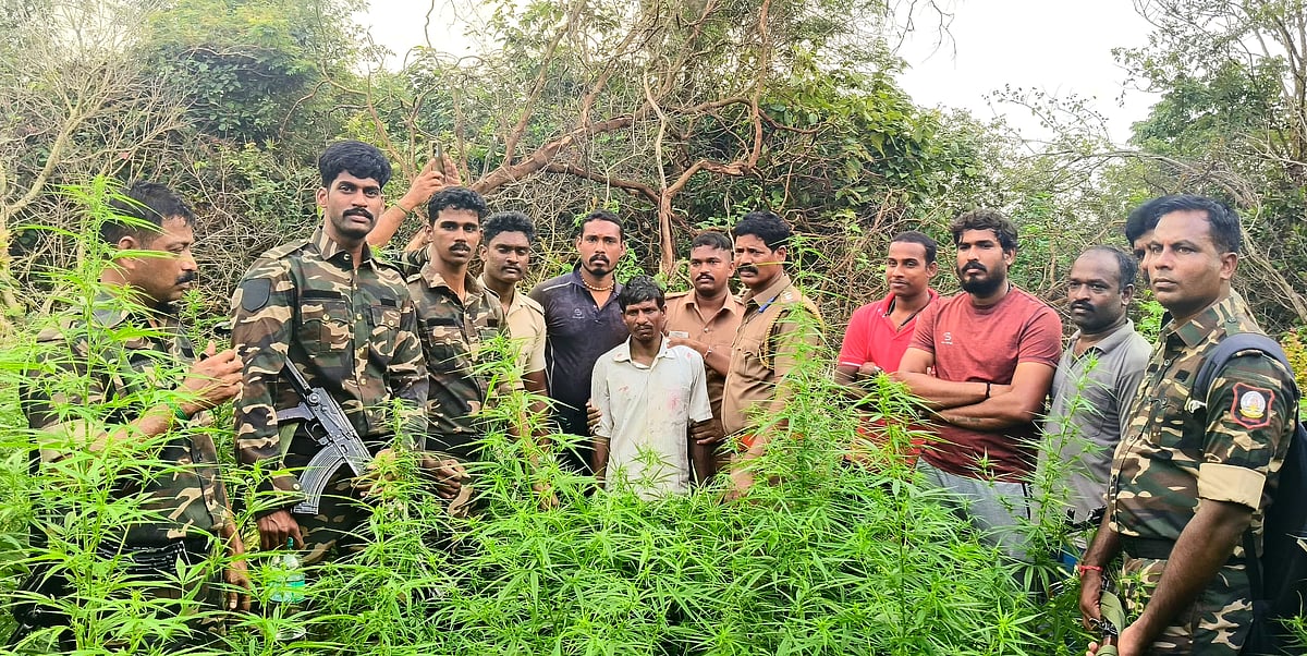 வனத்துறை கட்டுப்பாட்டுப் பகுதியில் கஞ்சா சாகுபடி; ரகசிய ஆய்வில் அதிர்ச்சி; அதிகாரிகளுக்குத் தொடர்பா?