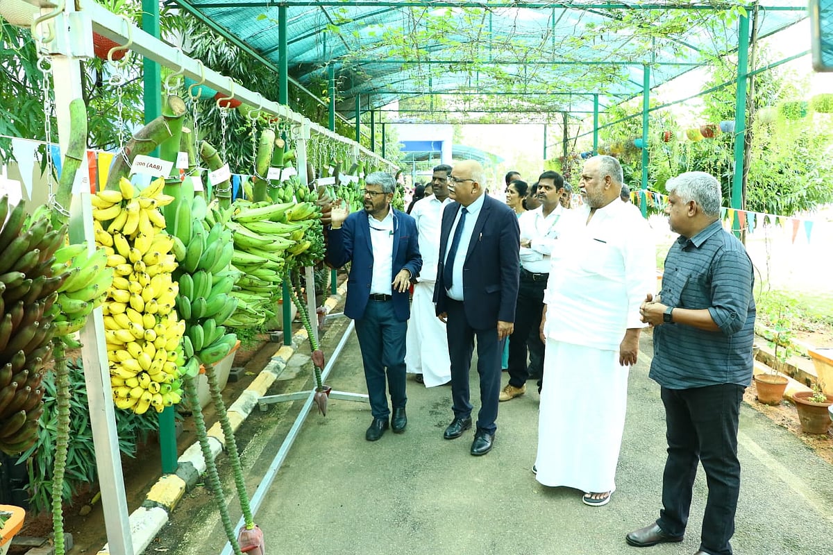 `விவசாயிகளுக்கு திசு வளர்ப்பு கன்றுகள்; இஸ்ரோவுடன் இணைந்து ஆராய்ச்சி’ - வாழை ஆராய்ச்சி மைய அப்டேட்