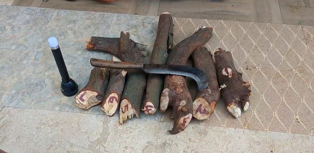 மரம் வெட்டும் சத்தம், துரத்திச் சென்ற வனத்துறை, சந்தன மரங்களை வீசிச் சென்ற கும்பல்; பின்னணி என்ன?