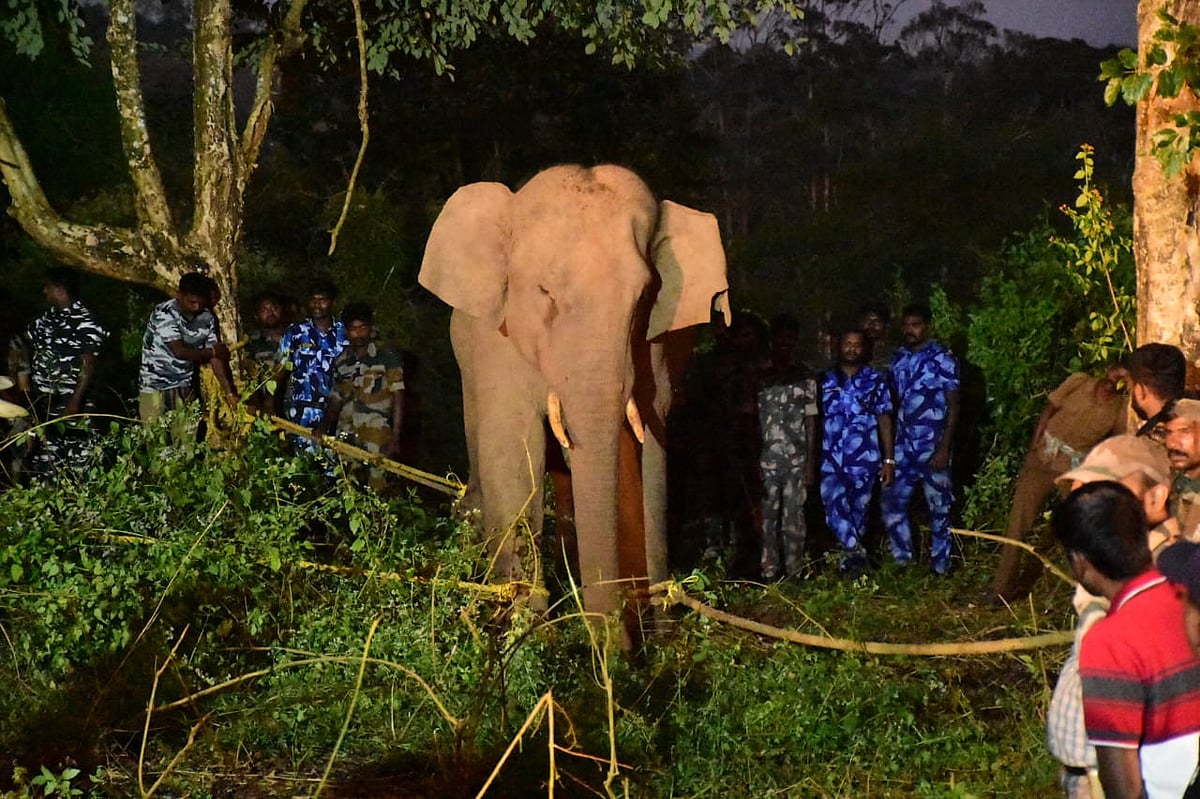 பந்தலூர்: தொடர் கண்காணிப்பு... `அரிசி பிரியர்’ புல்லட்டை மயக்க ஊசி செலுத்தி பிடித்த வனத்துறை