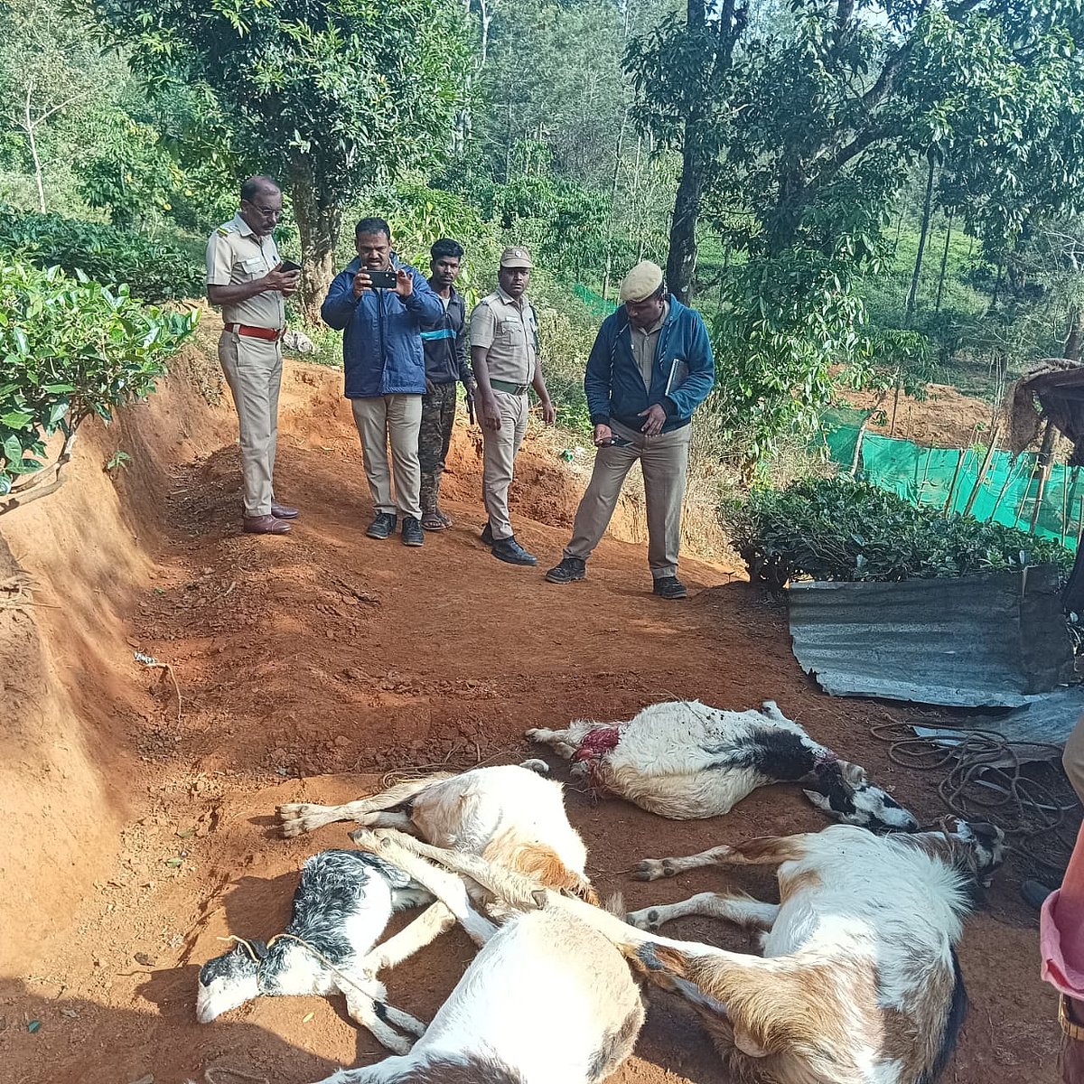 கூடலூர்: பட்டியைத் திறந்த விவசாயி, கொத்து கொத்தாக செத்துக் கிடந்த ஆடுகள்! குழப்பத்தில் வனத்துறை...