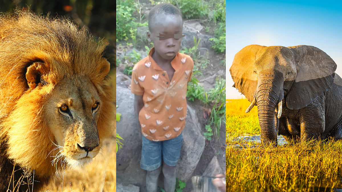 Zimbabwe: சிங்கங்கள், யானைகள் வாழும் காட்டில் 5 நாள்கள் உயிர்பிழைத்திருந்த 8 வயது சிறுவன்!