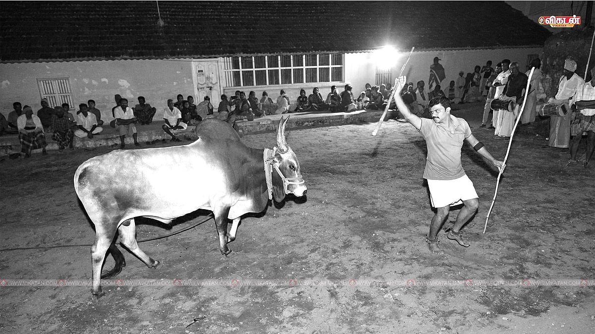 காங்கேயம் காளைகளின் 'சலகெருது' நடனம் - இது கொங்கு மண்ணின் பொங்கல் கொண்டாட்டம்! | Photo Album