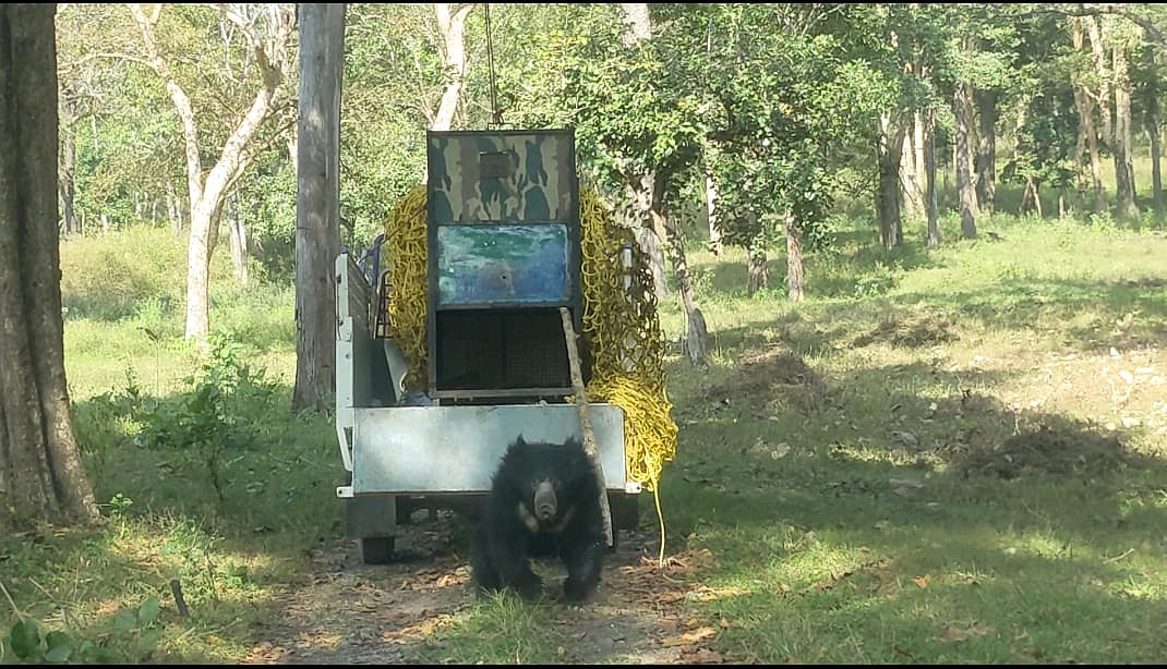 ஊட்டி: வனவிலங்கு தாக்கி இளைஞர் உயிரிழந்த விவகாரம்; காத்திருந்த வனத்துறை கூண்டில் சிக்கிய கரடி!