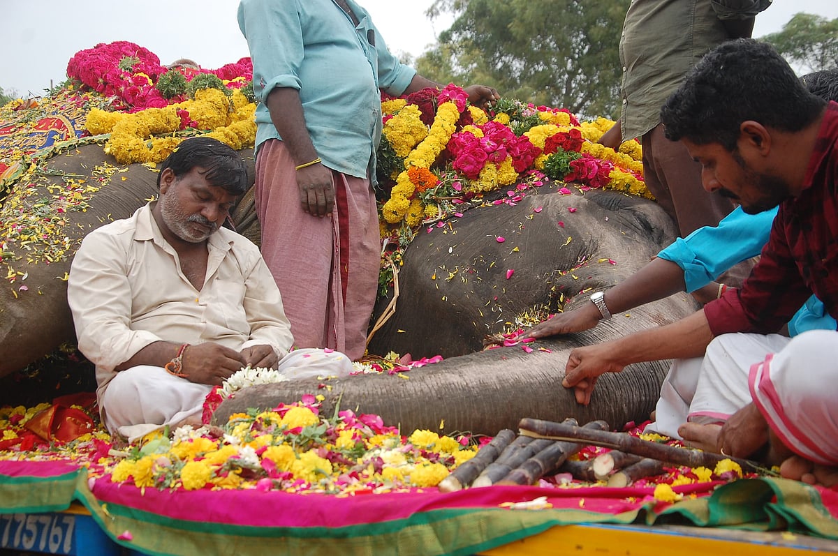 `எம் பிள்ளை... எங்க அம்மா... என்ன விட்டு போக முடியாது’ - கலங்க வைக்கும் காந்திமதி யானையின் இழப்பு