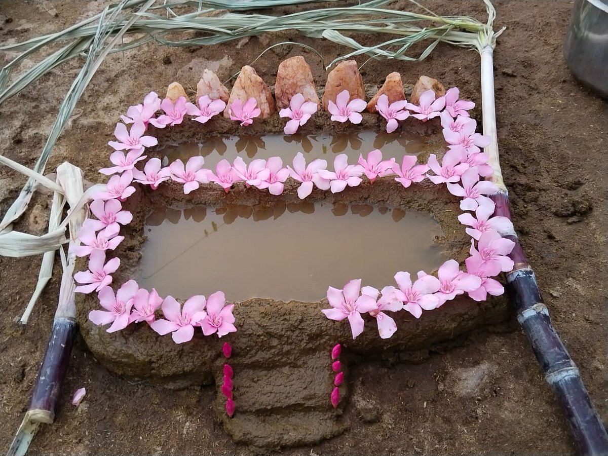 `தெப்பம் கட்டி கன்னிமாரு சாமி வெச்சு...!' - மேற்கு மாவட்ட மாட்டுப்பொங்கல் கொண்டாட்டம்