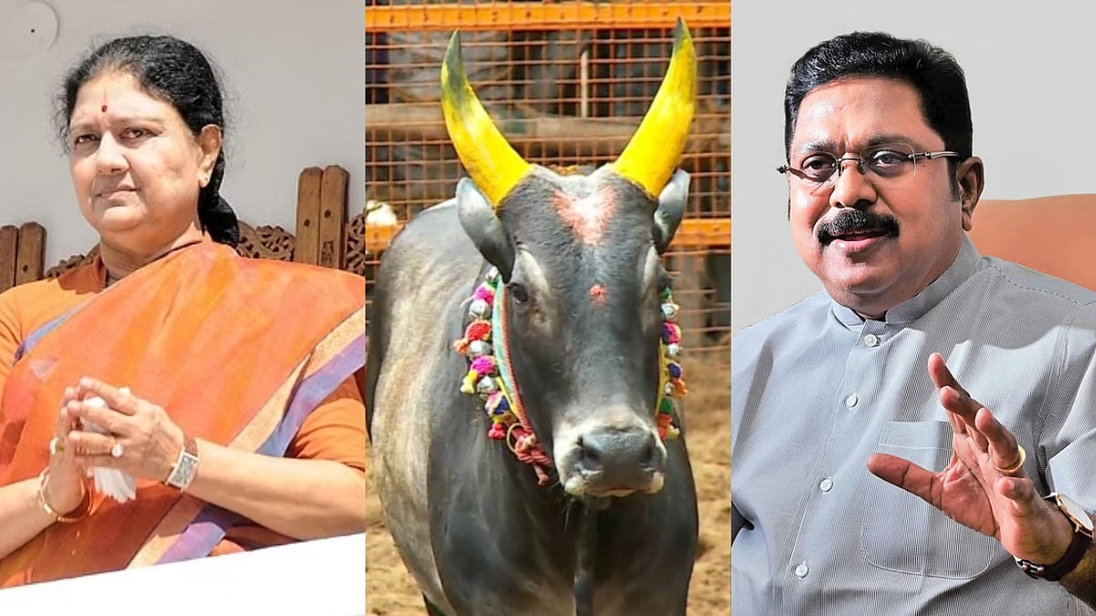 அவனியாபுரம் ஜல்லிக்கட்டு: சீறிய TTV தினகரன் காளை; நின்று விளையாடிய VK சசிகலா காளை!