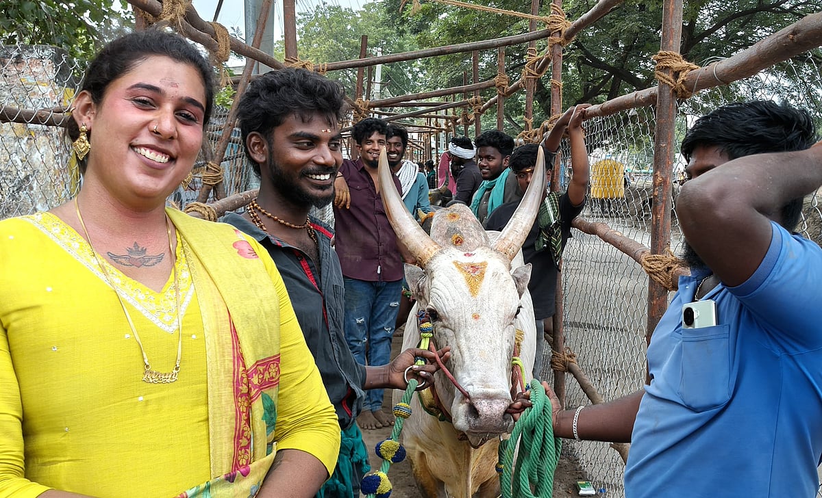 அவனியாபுரம் ஜல்லிக்கட்டு: 