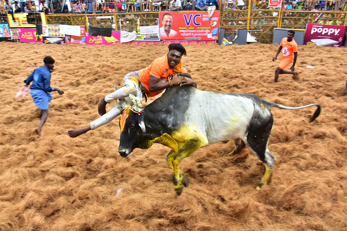 Palamedu Jallikattu 2025: சீறிய காளைகள், அடக்கிய வீரர்கள்... பாலமேடு ஜல்லிக்கட்டு -Photo Album