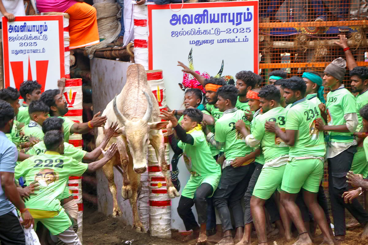 அவனியாபுரம் ஜல்லிக்கட்டு:  துள்ளிப் பாய்ந்த காளைகள், ஏறுதழுவி வென்ற வீரர்கள்.. | Photo Album