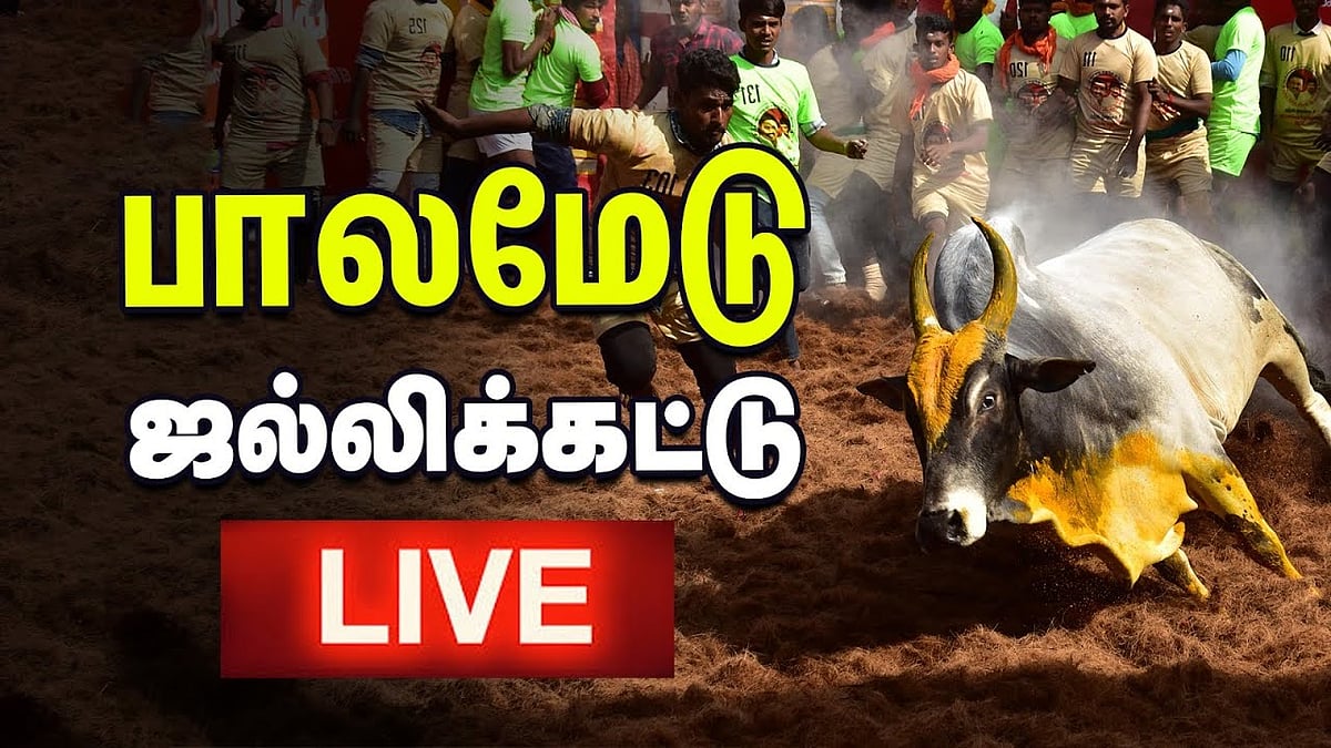 Palamedu Jallikattu 2025 Live:  மதுரை பாலமேடு ஜல்லிக்கட்டு; வாடிவாசலிலிருந்து நேரலை!