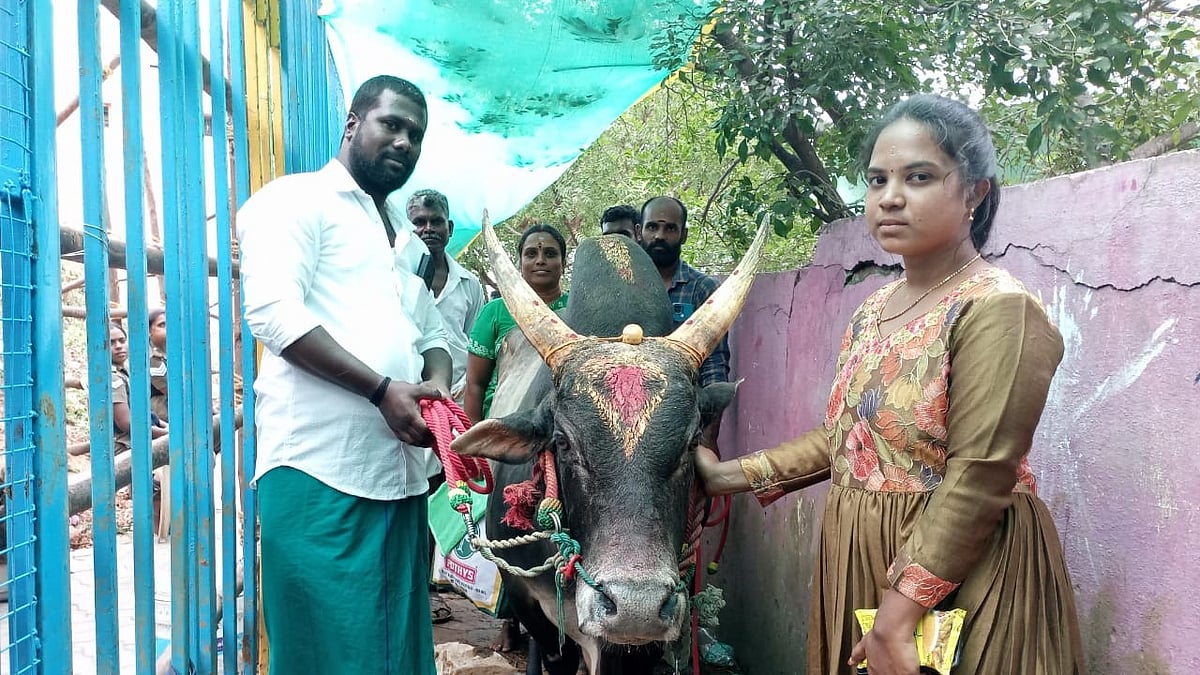 அலங்காநல்லூர்: 'எங்க மகன் மாதிரி இவன்; முதல் வாடிக்கு குடும்பத்தோட வந்திருக்கோம்' இளம்பெண் தேவதர்ஷனா