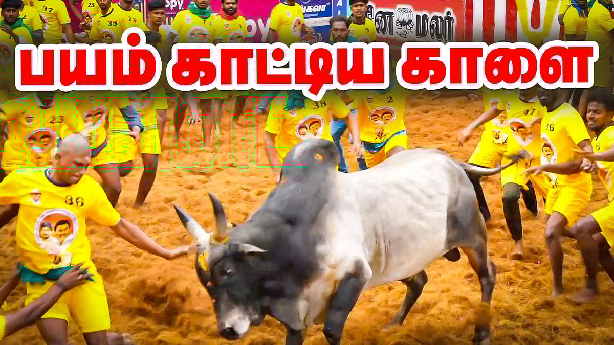 மிரட்டும் காளைகள், அதிரும் அலங்காநல்லூர் ஜல்லிக்கட்டு | Alanganallur Jallikattu 2025 | Vikatan