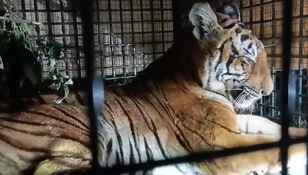 கூண்டில் சிக்கிய பெண் புலி, மீண்டும் வனத்திற்குள் விடுவிப்பதில் சிக்கல் - என்ன நடந்தது?