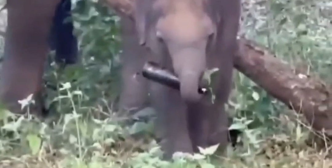 முதுமலை: பீர் பாட்டிலை வாயில் வைத்து விளையாடும் குட்டி யானை - கொதிக்கும் இயற்கை ஆர்வலர்கள்