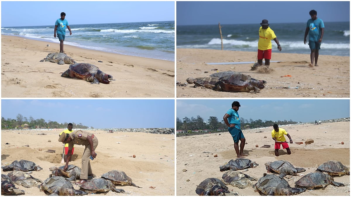 சென்னை: தொடரும் ஆமைகள் இறப்பு... கோவளம் கடற்கரையில் இறந்து கரை ஒதுக்கிய ...