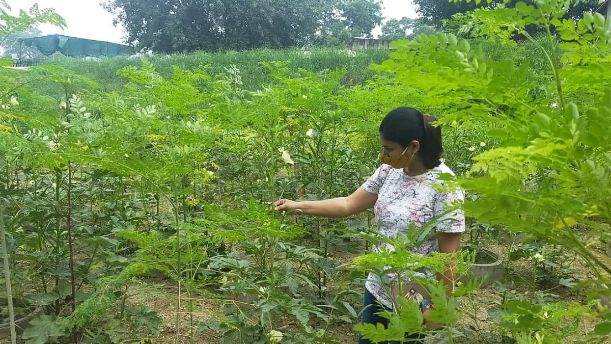 முருங்கையில் பிஸ்கட், தேநீர்... முருங்கை விவசாயத்தில் ரூ.1.75 கோடிக்கு வியாபாரம் செய்யும் உ.பி. பெண்