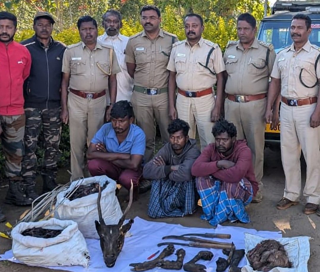 ஊட்டி: கடமானை வேட்டையாடி, உப்புக் கண்டம் போட்ட 3 பேர் மருத்துவமனையில் அனுமதி..! என்ன நடந்தது?