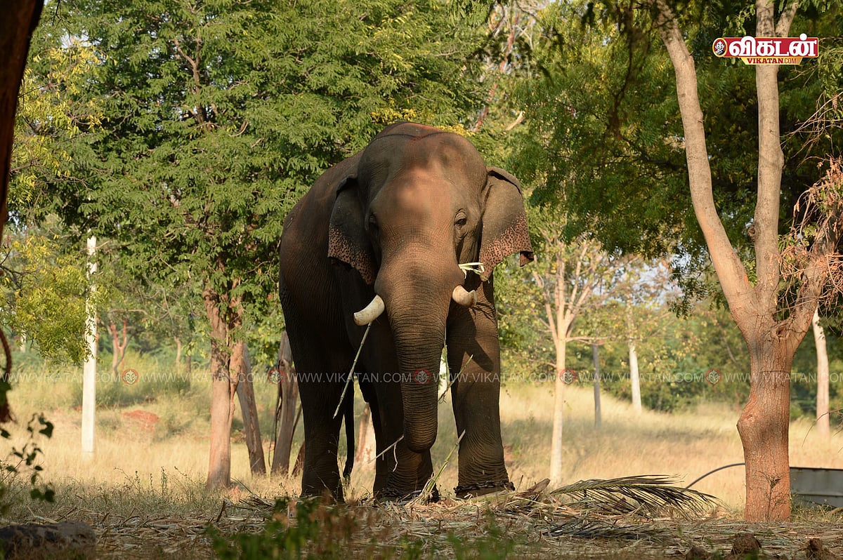 கோவை: களமிறங்கிய சின்னத்தம்பி - மீண்டும் தொடங்கிய `ரோலக்ஸ்’ யானை ஆபரேஷன்