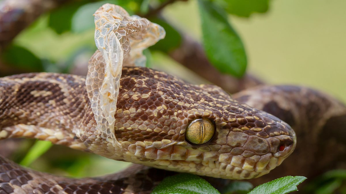 பாம்பு ஏன் தனது தோலை உரிக்கிறது தெரியுமா? - ஆச்சர்யப் பின்னணி 