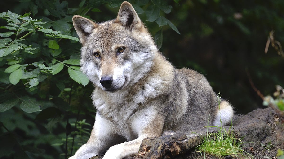 Valentine's Day: `ஓநாயின் இரைகளுக்கு உங்கள் Ex-ன் பெயரை வைக்க வாய்ப்பு’ - ஏன் தெரியுமா?