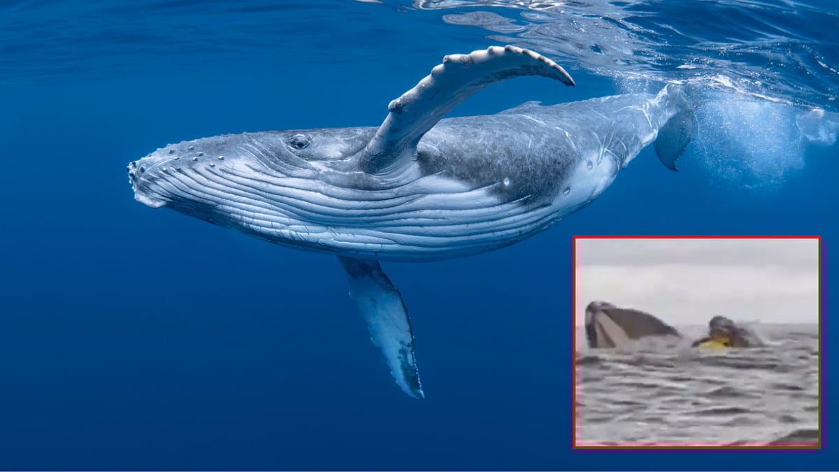 கயாகிங் செய்தவரை படகோடு விழுங்கிய திமிங்கலம்... என்ன நடந்தது - வீடியோ உள்ளே!