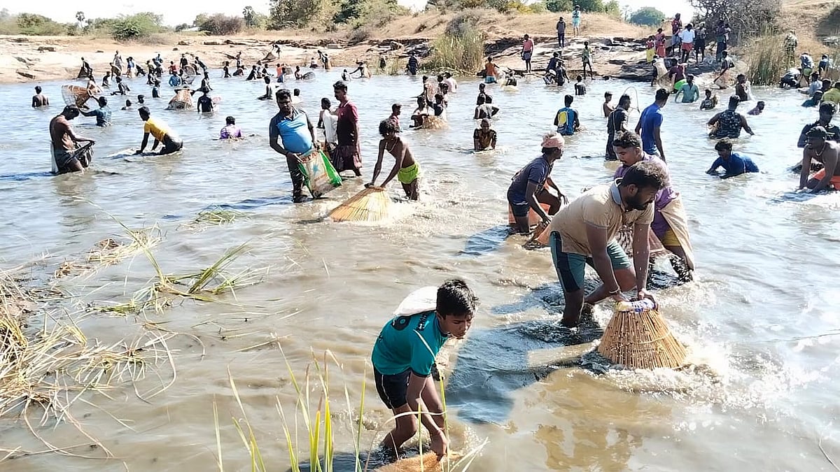ஊத்தா கூத்து மீன்பிடித் திருவிழா: கூடைகளோடு முண்டியடித்த இளைஞர்கள் ...
