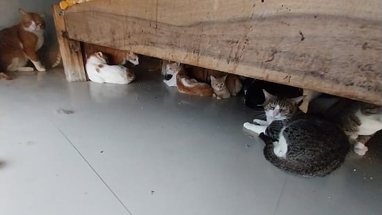 புனே: அடுக்குமாடி வீட்டில் 300 பூனைகளை வளர்த்த சகோதரிகள்... ஆய்வுக்குச் சென்று அதிர்ந்த அதிகாரிகள்!