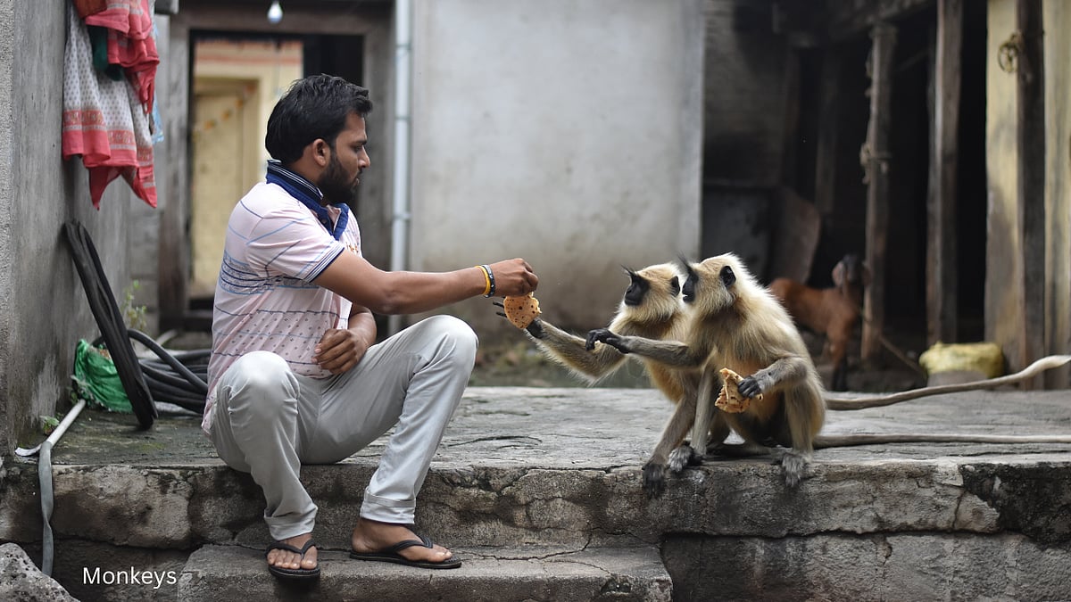 வெந்நீர் குளியல், தெய்வம், பாலுறவு...  குரங்குகளைப் பற்றிய சுவாரஸ்ய உண்மைகள்!