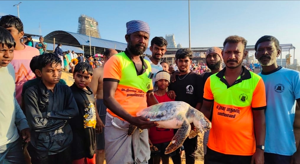 திருச்செந்தூர்: தொடர்ந்து இறந்த நிலையில் கரை ஒதுங்கும் கடல் ஆமைகள்... காரணம் என்ன? 