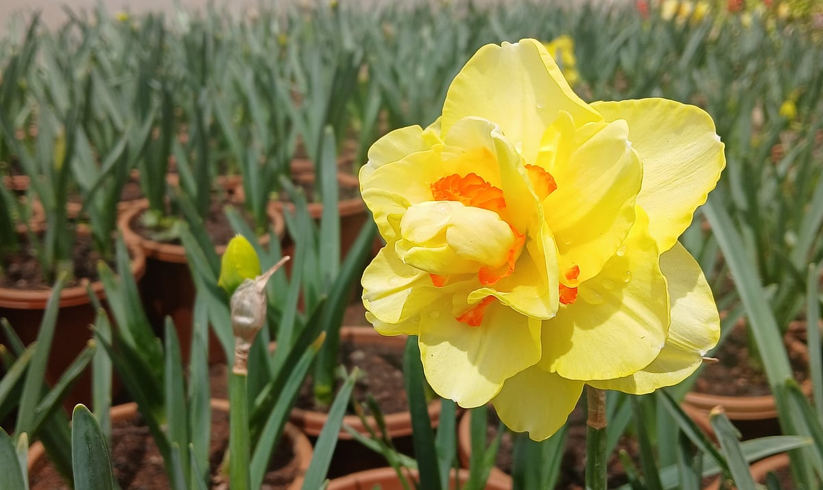 Ooty: ஆங்கிலக் கவிஞர்களின் மனங்கவர்ந்த மஞ்சள் நிற டஃபோடில்ஸ்! - முதன் முறையாக ஊட்டியில் அறிமுகம்