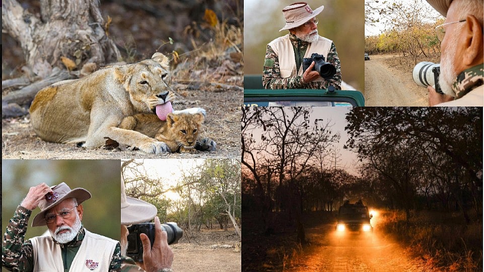 World Wildlife Day: கிர் தேசிய பூங்காவில் சஃபாரி பயணம்; சிங்கங்களை புகைப்படம் எடுத்து பகிர்ந்த மோடி!