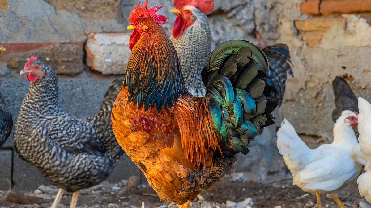 அமெரிக்காவில் பிரபலமாகும் `வாடகை கோழி சேவை' - என்ன காரணம் தெரியுமா?