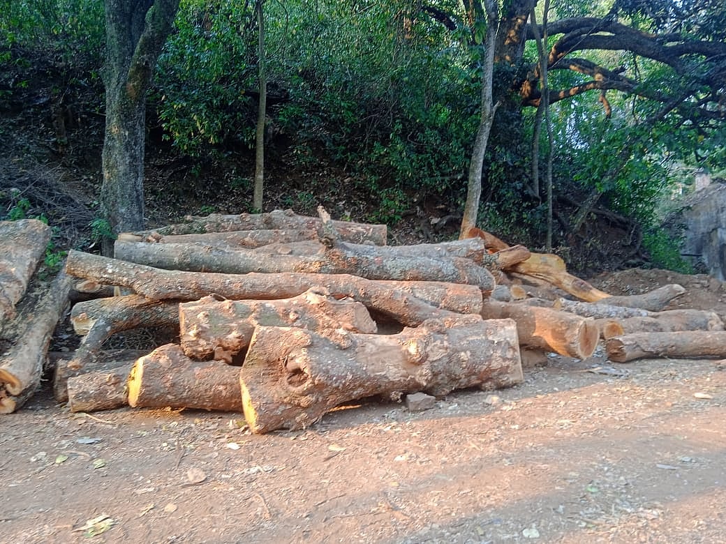 Nilgiris: ``பலா மரங்களை தேடி வரும் யானைகளுக்கு என்ன பதில் சொல்வோம்..'' -வேதனையில் பழங்குடிகள்