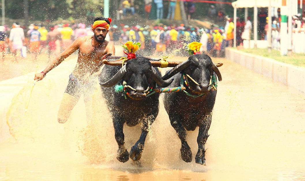 கர்நாடகா: 'கம்பாலா' திருவிழா...  சேறும் சகதியுமான நெல் வயல் பாதையில் சீறி பாய்ந்த எருமைகள்! | Album