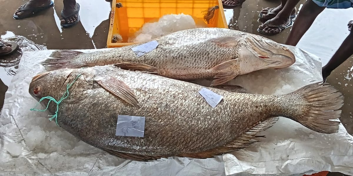 பாம்பன் மீனவருக்கு ஜாக்பாட் : இரண்டு `கூறல்’ மீன்கள், ரூ.2.60 லச்சத்துக்கு ஏலம் - என்ன காரணம்?