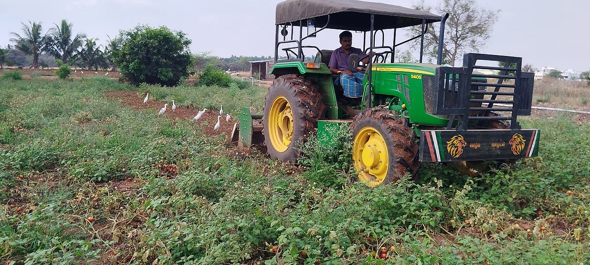 ரூ.1 லட்சம் செலவு செய்தும் வீண் - டிராக்டர் மூலம் தக்காளியை அழித்த திருப்பூர் விவசாயி