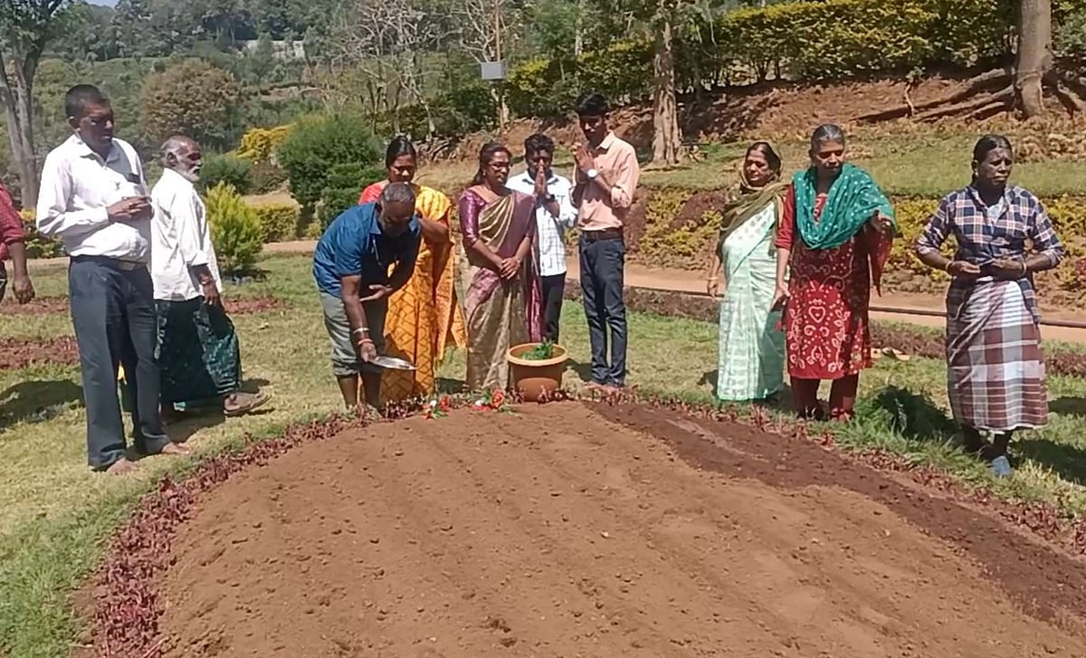Summer season: ஊட்டியில் 8 லட்சம், குன்னூரில் 2 லட்சம்! - பூக்காடாக மாறும் நீலகிரி பூங்காக்கள்