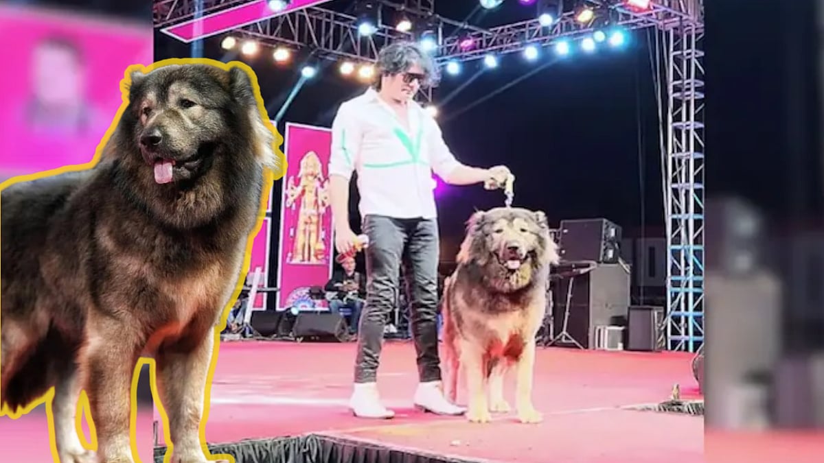 Wolf Dog: உலகின் மிக விலையுயர்ந்த நாய்; ரூ.50 கோடிக்கு வாங்கிய பெங்களூர் நபர் - அப்படி என்ன ஸ்பெஷல்?