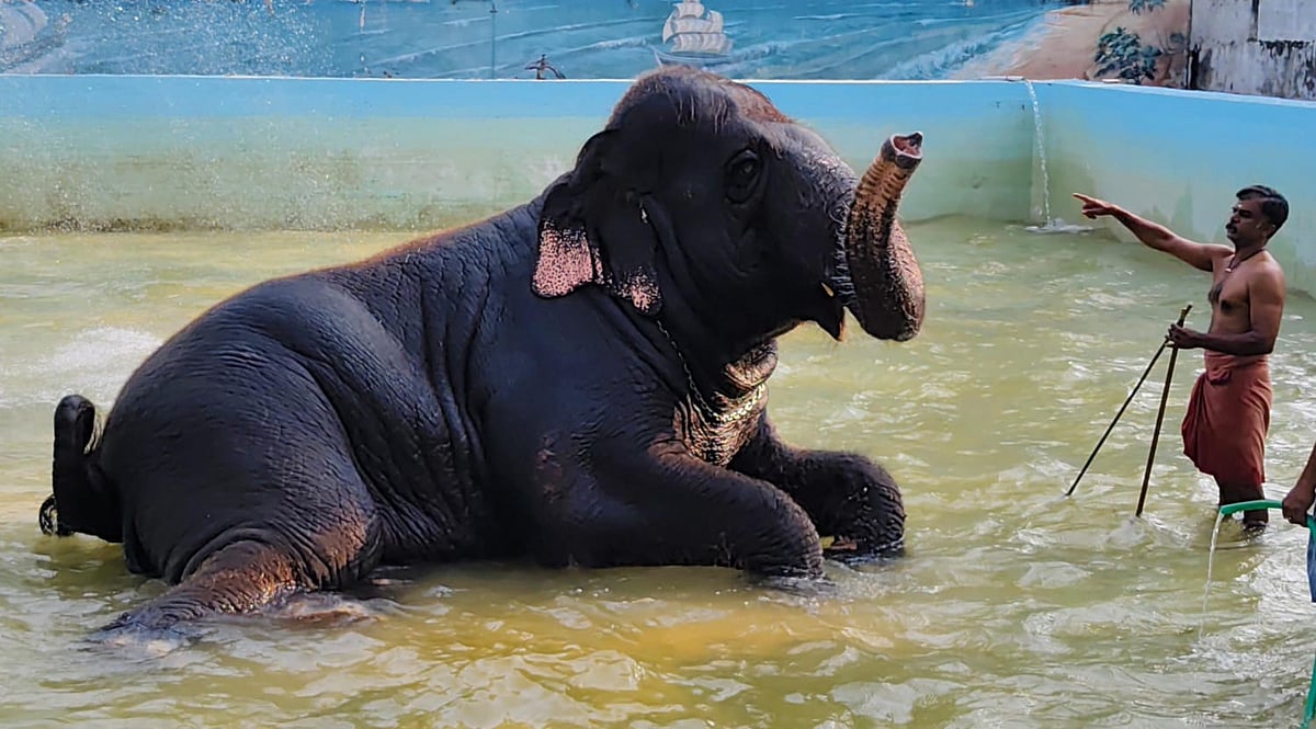 4 மாதங்களுக்குப் பிறகு நீச்சல்குளத்தில் உற்சாக குளியல் போட்ட தெய்வானை யானை - பக்தர்கள் மகிழ்ச்சி!