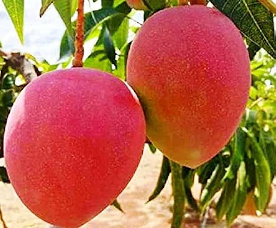 `ஒரு பழம் ரூ.10,000' - மியாசாகி மாம்பழ சாகுபடியில் சாதிக்கும் மகாராஷ்டிரா இளைஞர் - என்ன ஸ்பெஷல்?