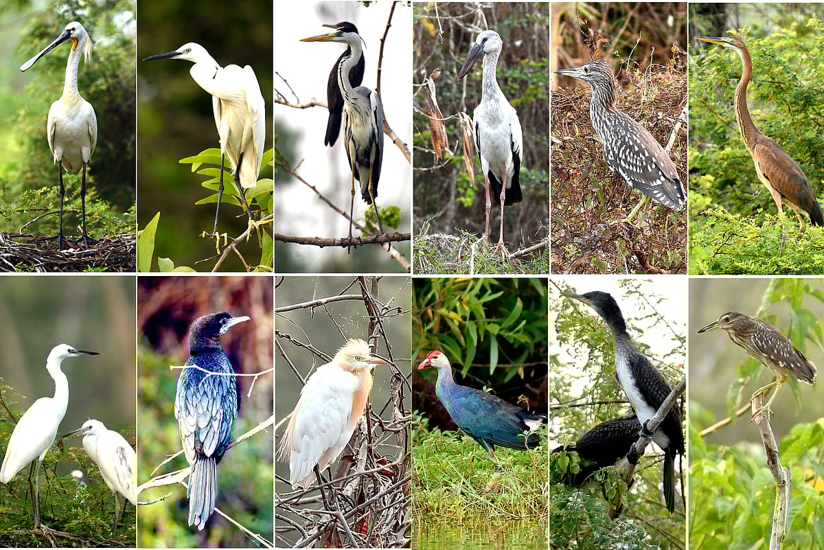 `புதுச்சேரியின் வேடந்தாங்கல்' - ஊசுட்டேரி பறவைகள் சரணாலயத்தில் வண்ணமயமான காட்சிகள்| Photo Album