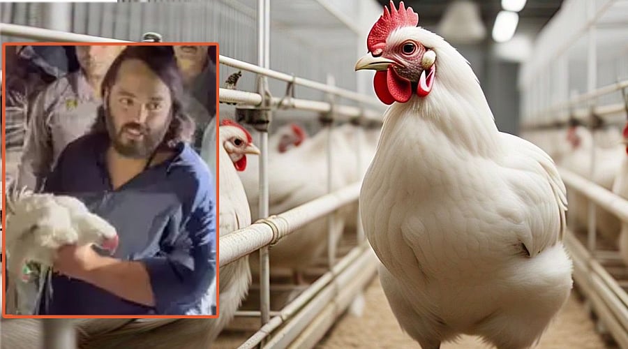 ‘மீட்பர்’ ஆனந்த் அம்பானியால் ‘காப்பாற்றப்பட்ட’ பிராய்லர் கோழிகள் இப்போது எங்கே?