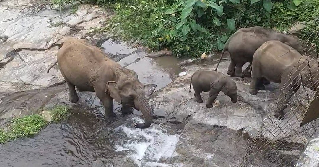 நீலகிரி: கோடை மழையால் புத்துயிர்பெறும் நீரோடைகள் - குடும்பமாக தாகம் தணிக்கும் யானைகள்!