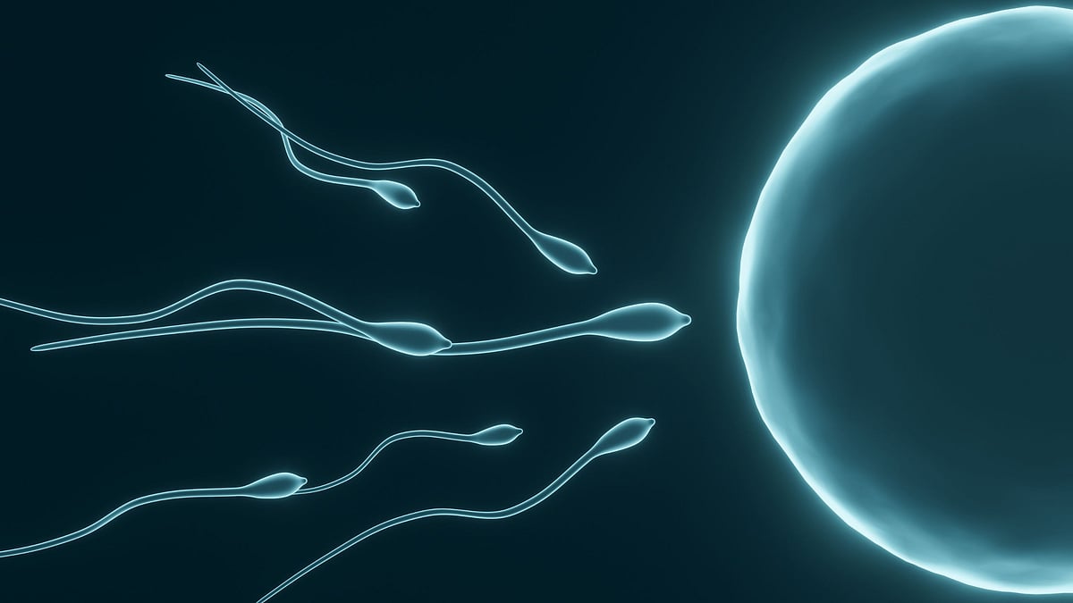 மனித விந்தணுக்களுக்கு இடையே நடைபெறும் பந்தயம் - இந்த `Sperm Race’ எப்படி நடத்தப்படுகிறது தெரியுமா?