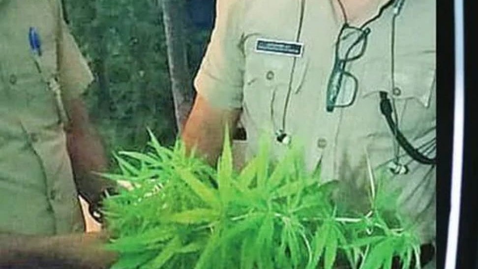 மொட்டைமாடியில் கஞ்சா வளர்த்த மத்திய அரசு அதிகாரி; தென்னையில் கள் இறக்கும் தொழிலாளியால் சிக்கினார்!